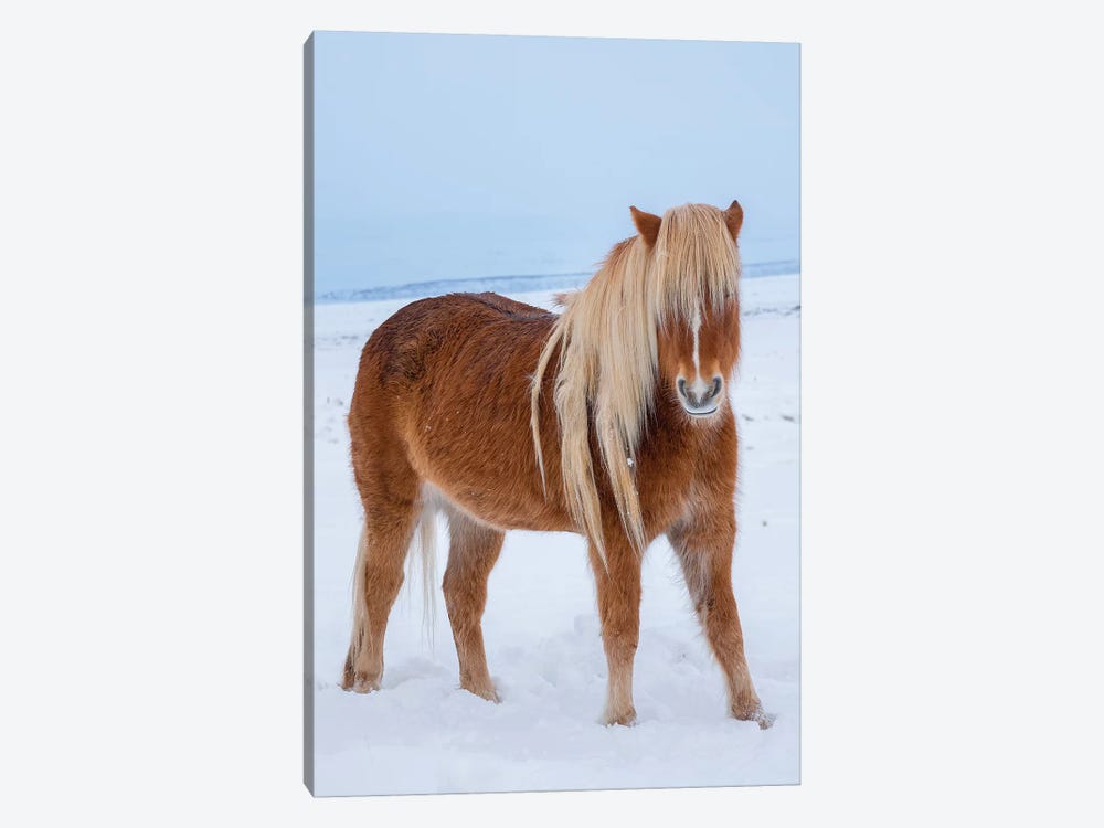 Traditional Icelandic Horse In Fresh Snow by Martin Zwick 1-piece Canvas Art Print