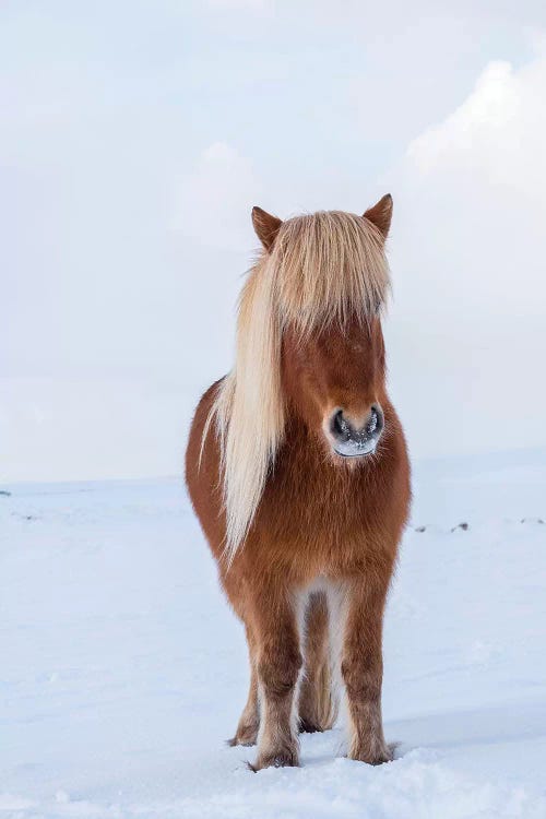 Traditional Icelandic Horse In Fresh Snow, Iceland
