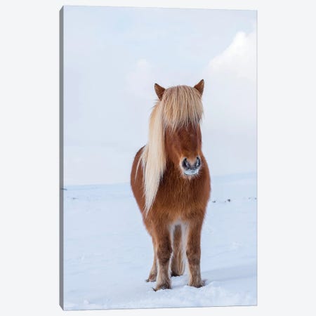 Traditional Icelandic Horse In Fresh Snow, Iceland Canvas Print #MZW207} by Martin Zwick Canvas Print