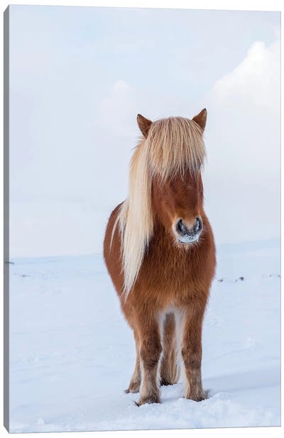 Traditional Icelandic Horse In Fresh Snow, Iceland Canvas Art Print - Martin Zwick
