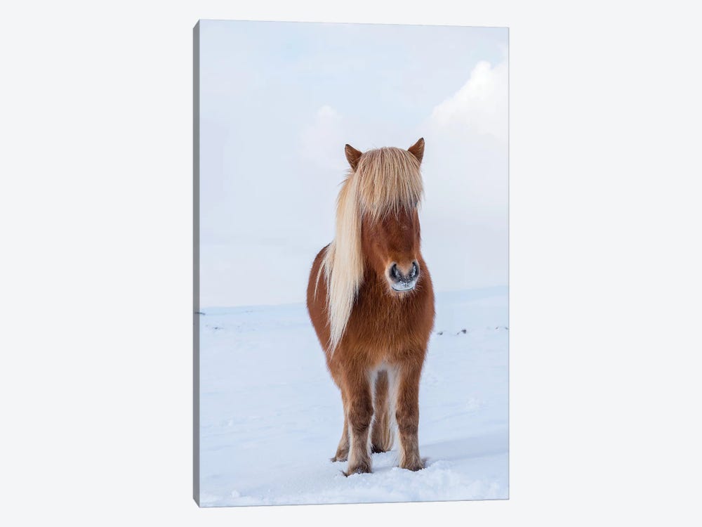 Traditional Icelandic Horse In Fresh Snow, Iceland by Martin Zwick 1-piece Canvas Artwork