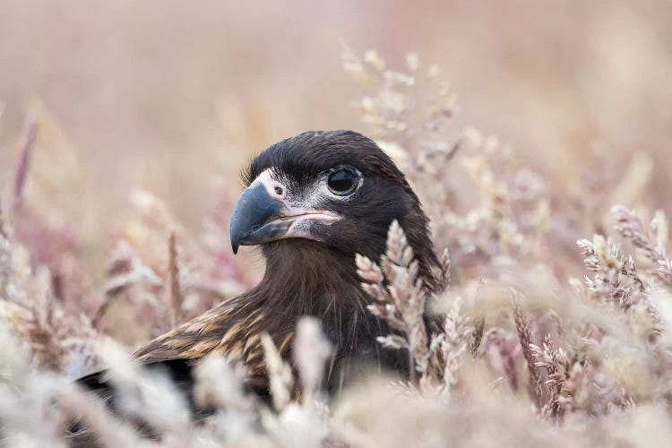 Juvenile Striated Caracara, Protected, Endemic To The Falkland Islands.