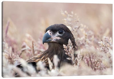 Juvenile Striated Caracara, Protected, Endemic To The Falkland Islands. Canvas Art Print - Martin Zwick