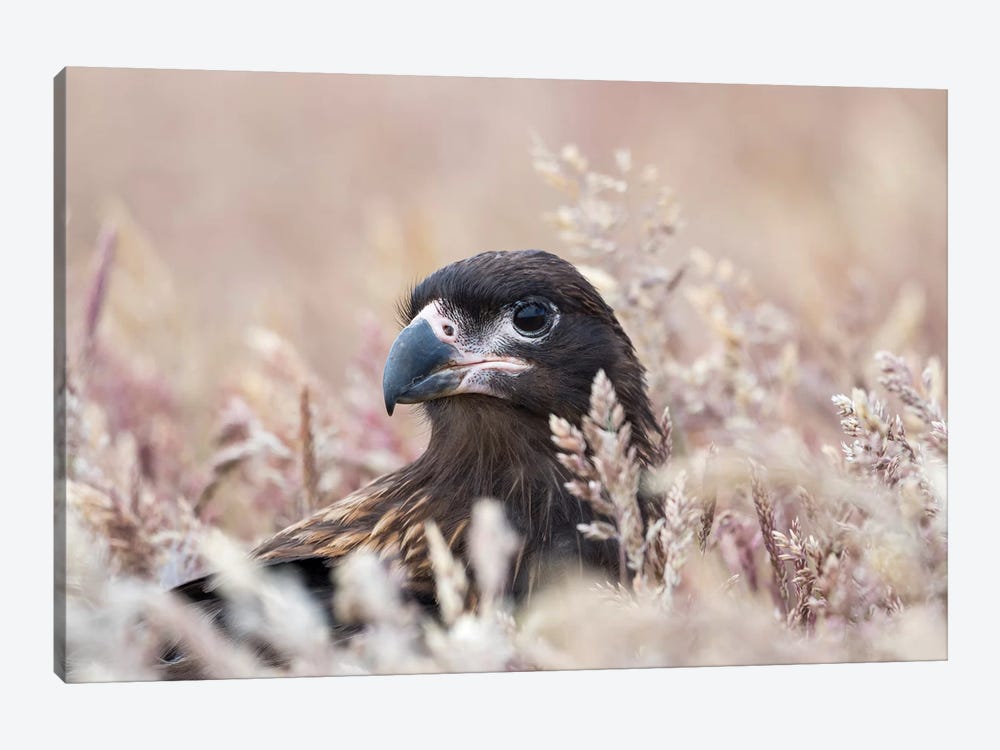 Juvenile Striated Caracara, Protected, Endemic To The Falkland Islands. by Martin Zwick 1-piece Canvas Print