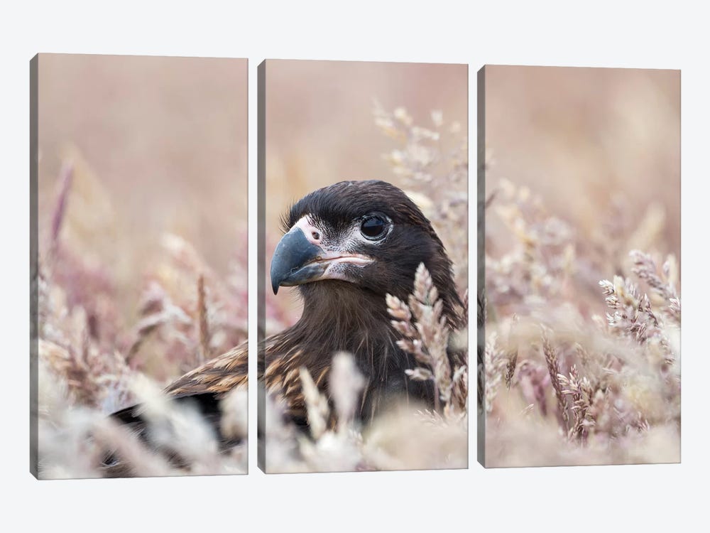 Juvenile Striated Caracara, Protected, Endemic To The Falkland Islands. by Martin Zwick 3-piece Canvas Print