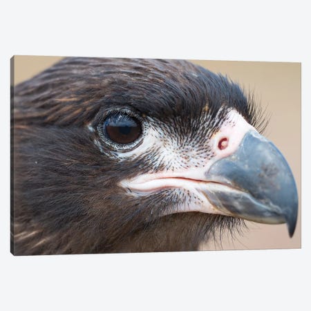 Juvenile With Typical Pale Skin In Face. Striated Caracara Or Johnny Rook, Protected, Endemic To The Falkland Islands. Canvas Print #MZW214} by Martin Zwick Canvas Wall Art
