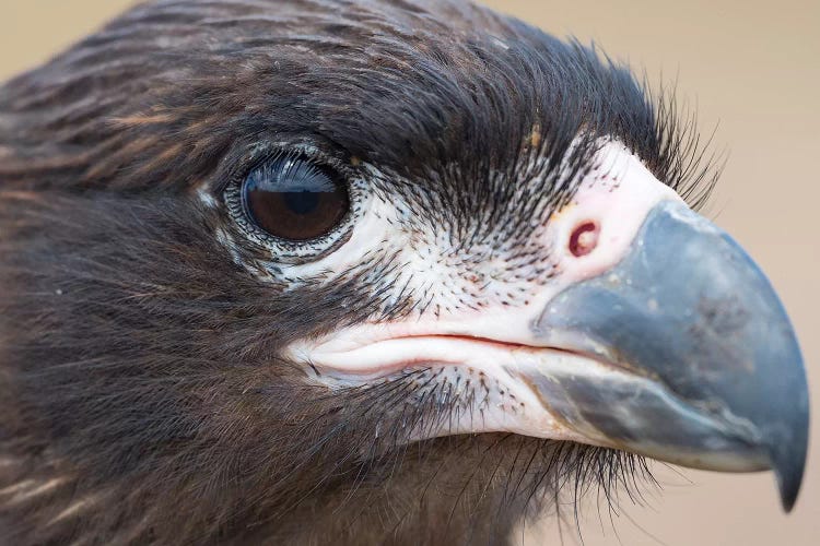 Juvenile With Typical Pale Skin In Face. Striated Caracara Or Johnny Rook, Protected, Endemic To The Falkland Islands.