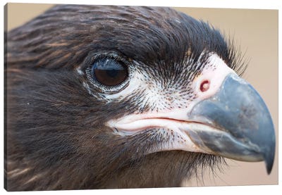 Juvenile With Typical Pale Skin In Face. Striated Caracara Or Johnny Rook, Protected, Endemic To The Falkland Islands. Canvas Art Print - Martin Zwick