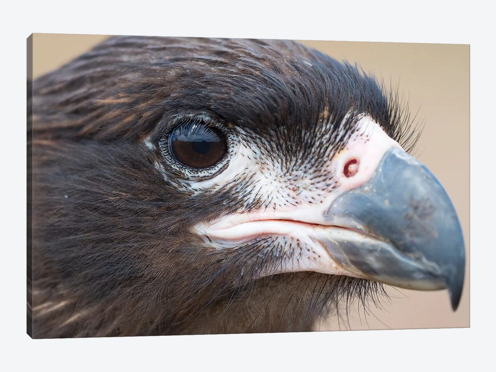 Juvenile With Typical Pale Skin In Face. Striated Caracara Or Johnny Rook, Protected, Endemic To The Falkland Islands. by Martin Zwick 1-piece Canvas Wall Art