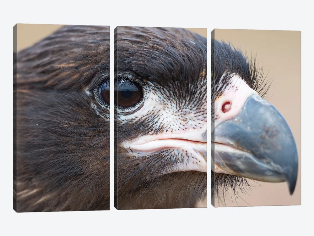 Juvenile With Typical Pale Skin In Face. Striated Caracara Or Johnny Rook, Protected, Endemic To The Falkland Islands. by Martin Zwick 3-piece Canvas Wall Art