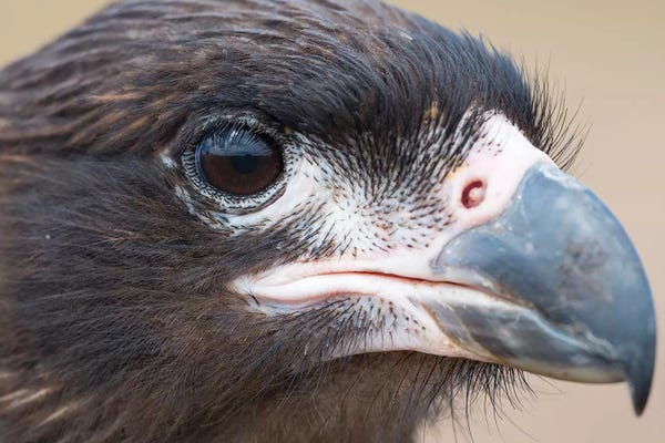 Martin Zwick: Juvenile With Typical Pale Skin In Face. Striated Caracara Or Johnny Rook, Protected, Endemic To The Falkland Islands. by Martin Zwick