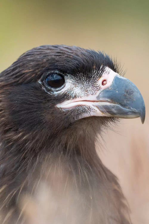 Juvenile With Typical Pale Skin In Face. Striated Caracara Or Johnny Rook, Protected, Endemic To The Falkland Islands.