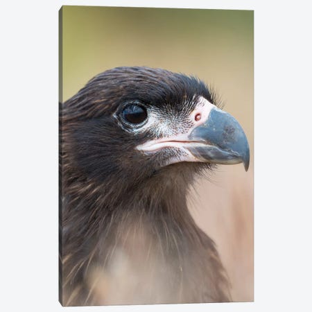 Juvenile With Typical Pale Skin In Face. Striated Caracara Or Johnny Rook, Protected, Endemic To The Falkland Islands. Canvas Print #MZW215} by Martin Zwick Canvas Artwork