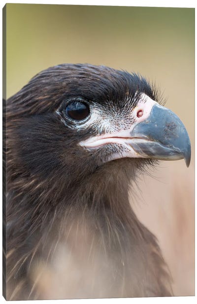 Juvenile With Typical Pale Skin In Face. Striated Caracara Or Johnny Rook, Protected, Endemic To The Falkland Islands. Canvas Art Print - Martin Zwick