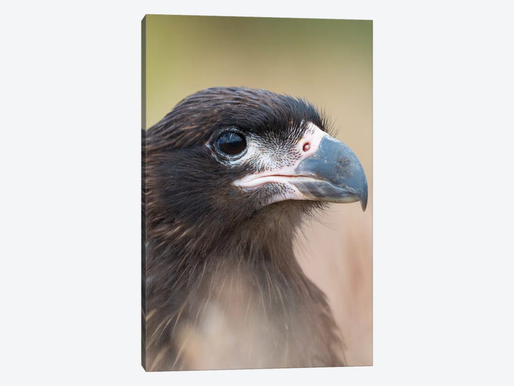 Juvenile With Typical Pale Skin In Face. Striated Caracara Or Johnny Rook, Protected, Endemic To The Falkland Islands. by Martin Zwick 1-piece Canvas Print