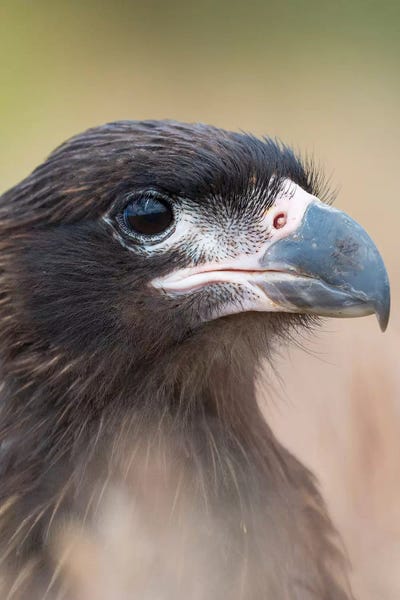 Martin Zwick: Juvenile With Typical Pale Skin In Face. Striated Caracara Or Johnny Rook, Protected, Endemic To The Falkland Islands. by Martin Zwick