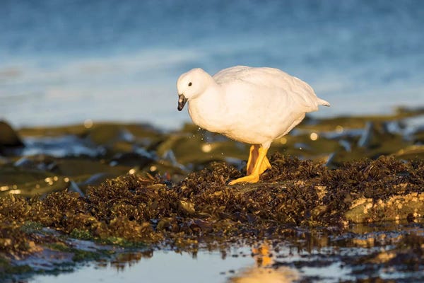 Martin Zwick: Kelp Goose, Gander In Tidal Area, Falkland Islands. by Martin Zwick
