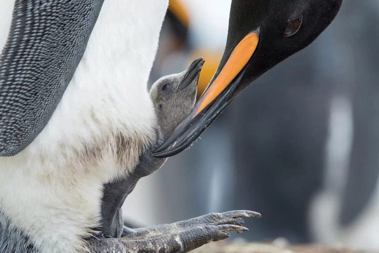 King Penguin Chick Balancing On The Feet Of A Parent, Falkland Islands.