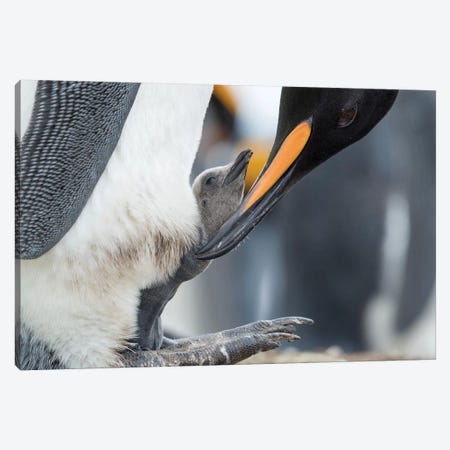 King Penguin Chick Balancing On The Feet Of A Parent, Falkland Islands. Canvas Print #MZW217} by Martin Zwick Canvas Art