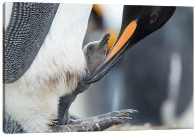 King Penguin Chick Balancing On The Feet Of A Parent, Falkland Islands. Canvas Art Print - Martin Zwick