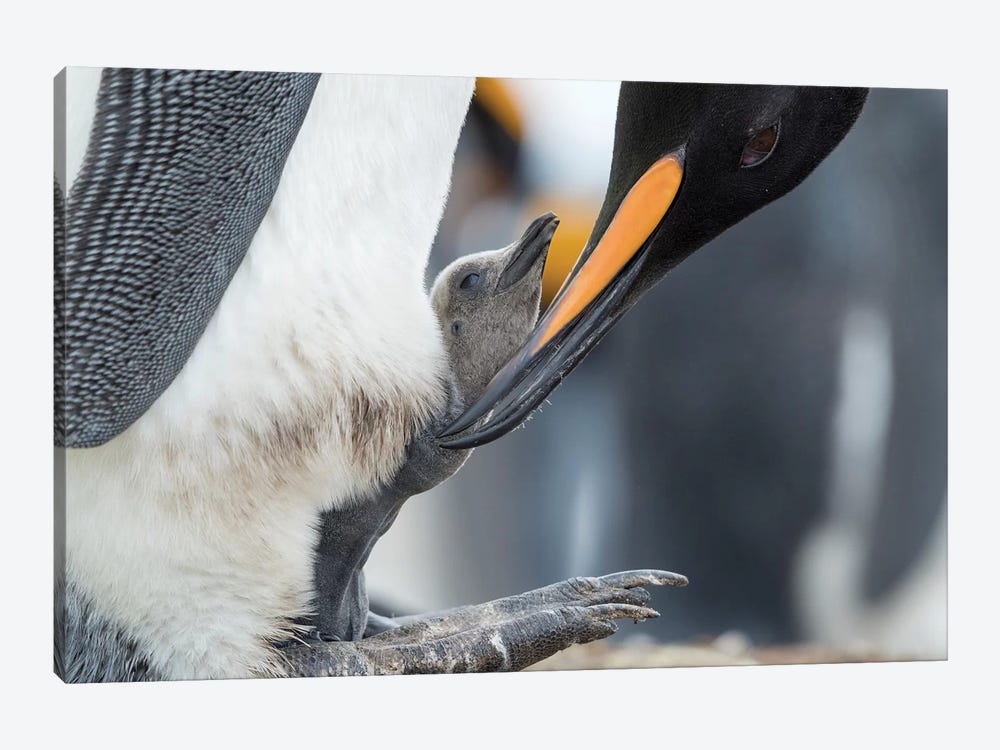 King Penguin Chick Balancing On The Feet Of A Parent, Falkland Islands. 1-piece Canvas Art Print