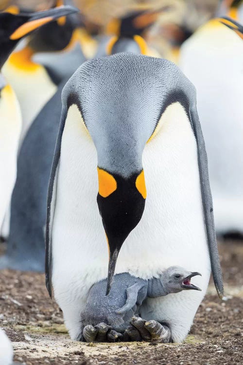 King Penguin Chick Begging For Food While Resting On The Feet Of A Parent, Falkland Islands.