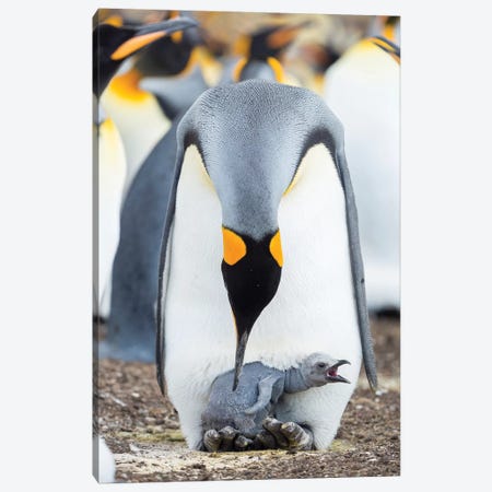 King Penguin Chick Begging For Food While Resting On The Feet Of A Parent, Falkland Islands. Canvas Print #MZW218} by Martin Zwick Canvas Art Print