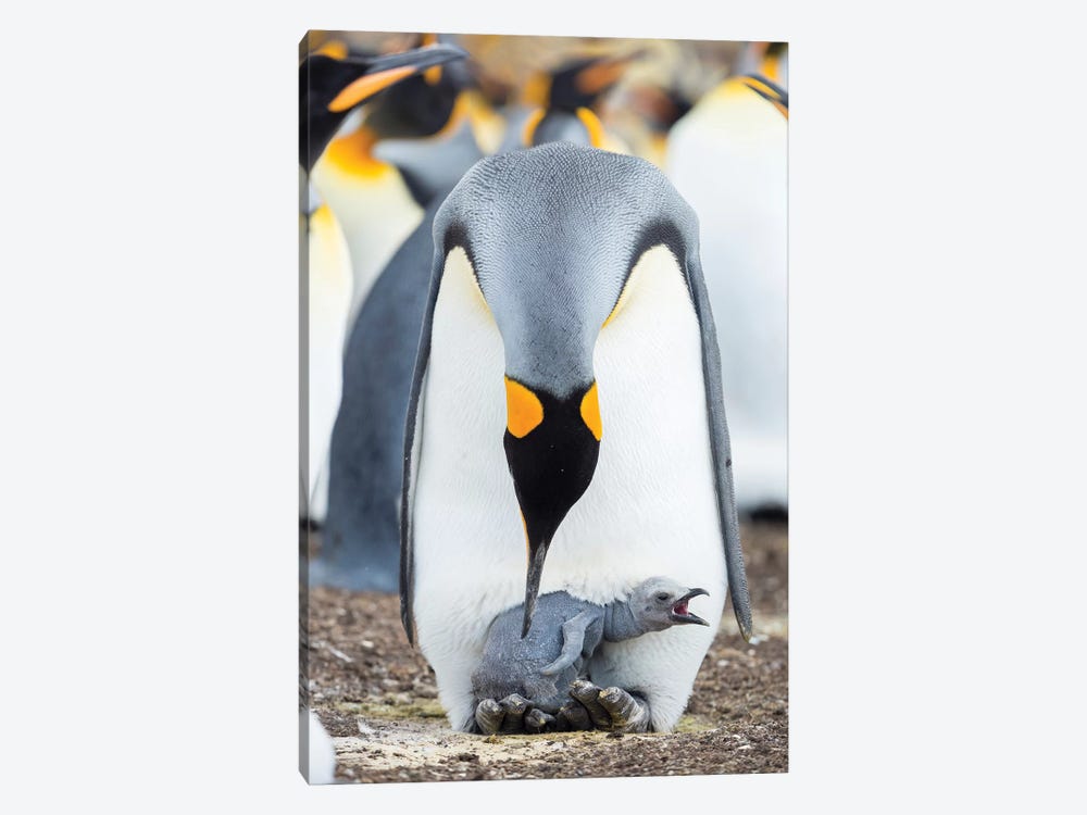 King Penguin Chick Begging For Food While Resting On The Feet Of A Parent, Falkland Islands. by Martin Zwick 1-piece Canvas Artwork