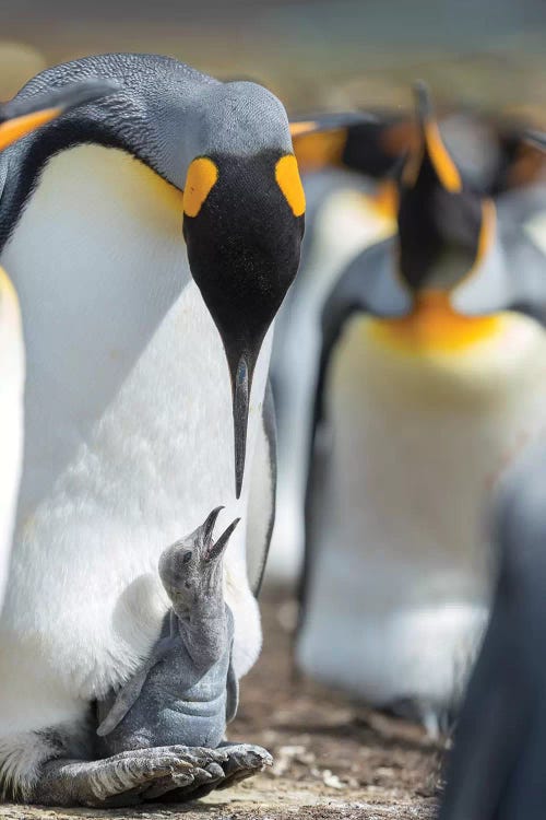 King Penguin Chick Begging For Food While Resting On The Feet Of A Parent, Falkland Islands.