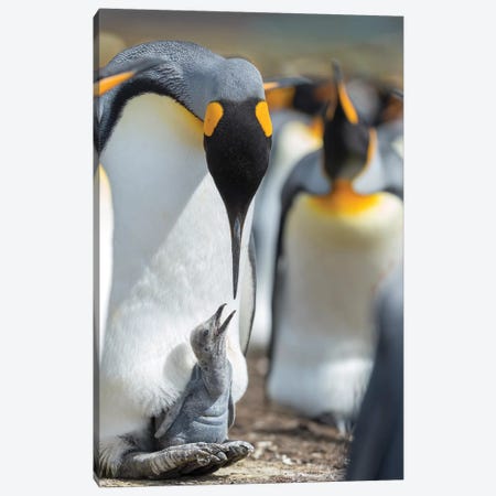 King Penguin Chick Begging For Food While Resting On The Feet Of A Parent, Falkland Islands. Canvas Print #MZW219} by Martin Zwick Canvas Art Print