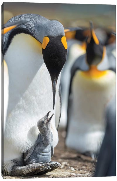 King Penguin Chick Begging For Food While Resting On The Feet Of A Parent, Falkland Islands. Canvas Art Print - Martin Zwick