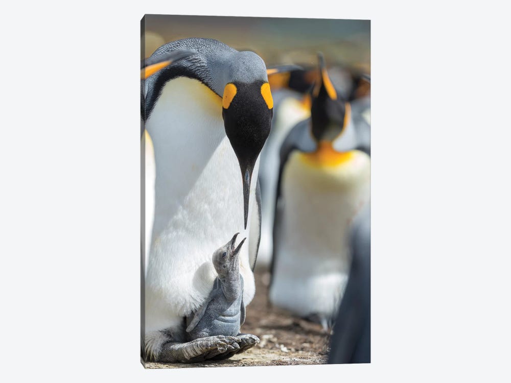 King Penguin Chick Begging For Food While Resting On The Feet Of A Parent, Falkland Islands. by Martin Zwick 1-piece Art Print