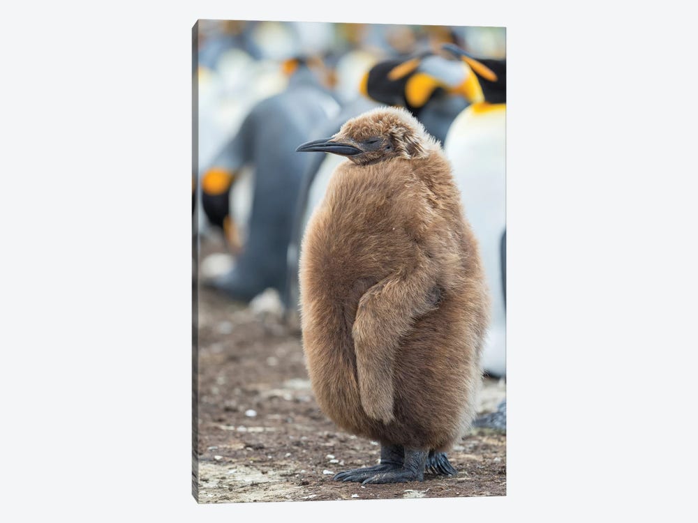 King Penguin Chick With Brown Plumage, Falkland Islands. by Martin Zwick 1-piece Art Print