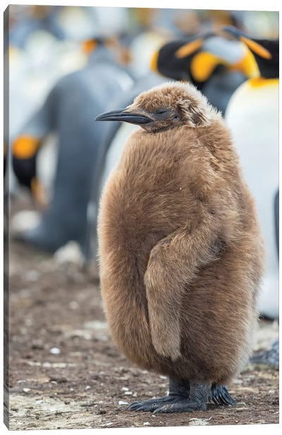 King Penguin Chick With Brown Plumage, Falkland Islands. Canvas Art Print - Martin Zwick