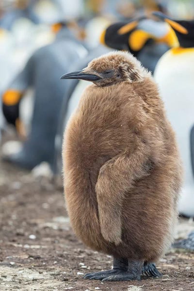 Martin Zwick: King Penguin Chick With Brown Plumage, Falkland Islands. by Martin Zwick