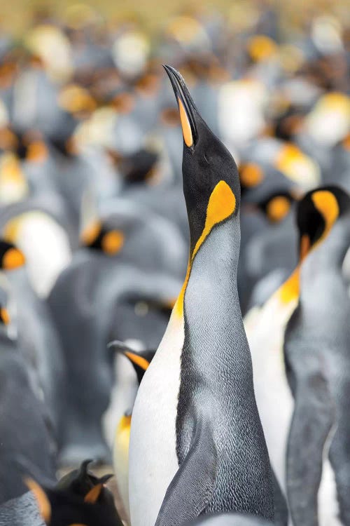 King Penguin On Falkland Islands.