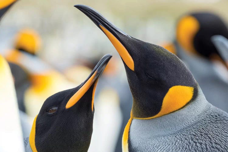 King Penguin On Falkland Islands.