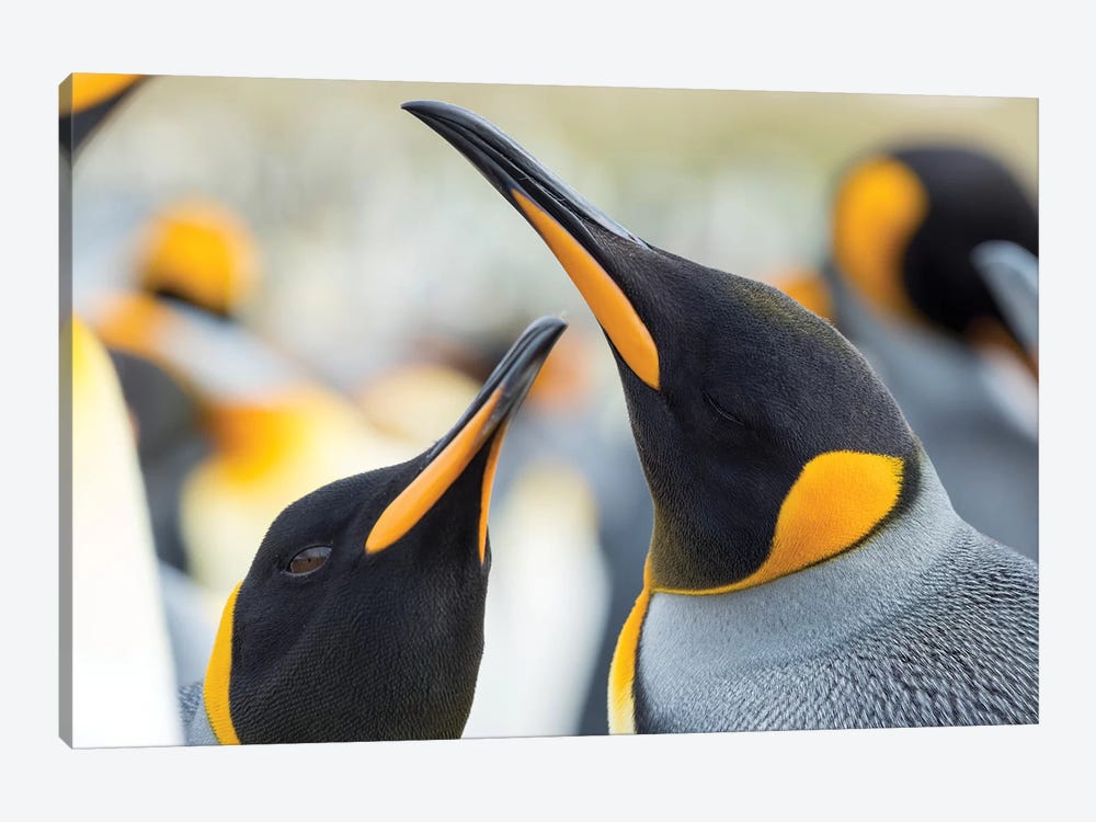 King Penguin On Falkland Islands. by Martin Zwick 1-piece Art Print