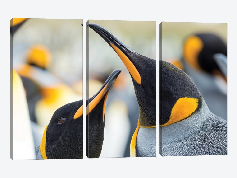 King Penguin On Falkland Islands. by Martin Zwick 3-piece Art Print