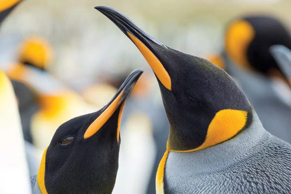 Martin Zwick: King Penguin On Falkland Islands. by Martin Zwick