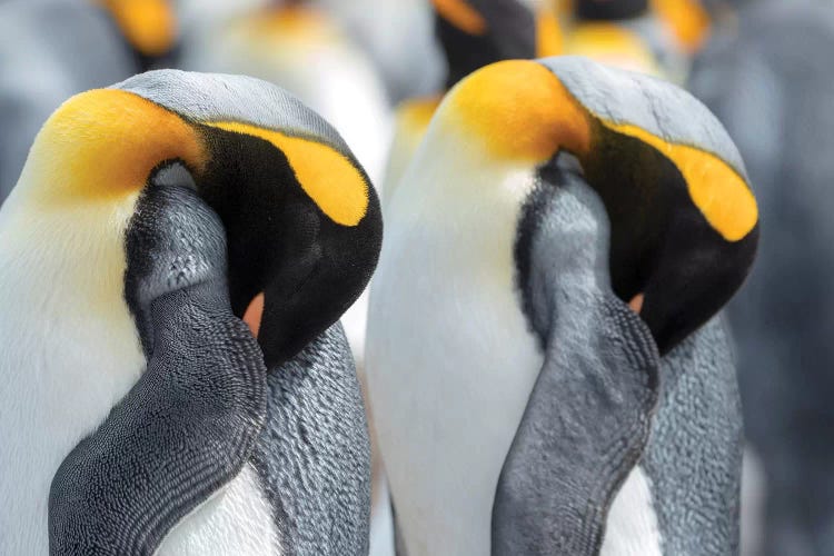 King Penguin On Falkland Islands.