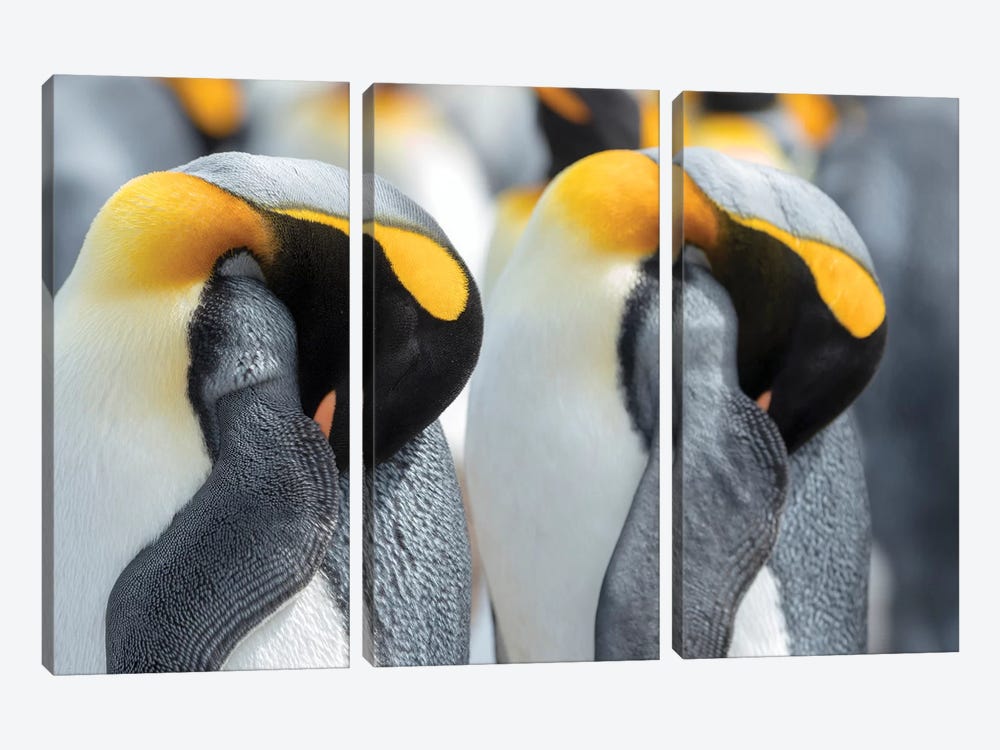 King Penguin On Falkland Islands. by Martin Zwick 3-piece Canvas Artwork