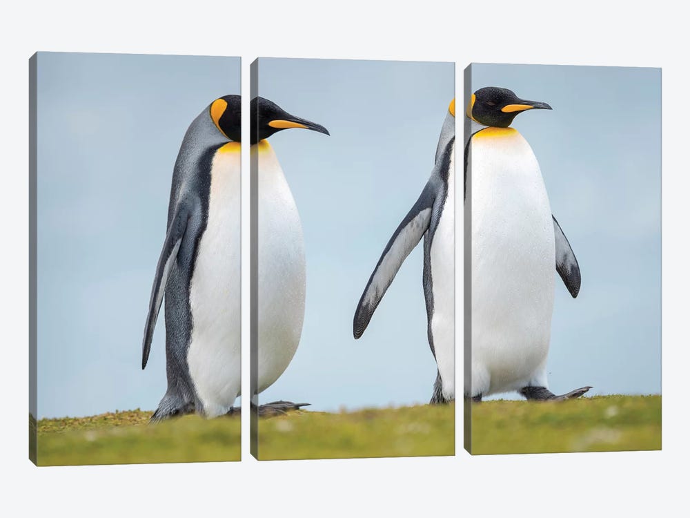 King Penguin On Falkland Islands. by Martin Zwick 3-piece Canvas Art Print