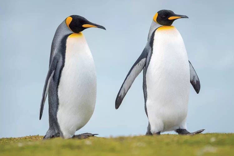 King Penguin On Falkland Islands.