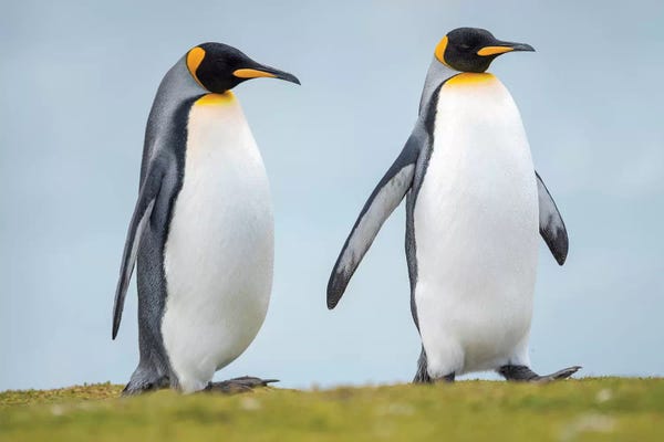 King Penguin On Falkland Islands Ver. VI