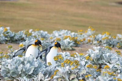 King Penguin On Falkland Islands. by Martin Zwick art print