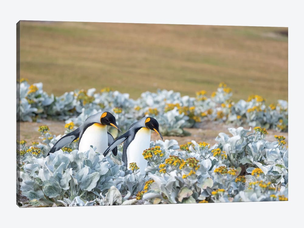 King Penguin On Falkland Islands. by Martin Zwick 1-piece Canvas Art