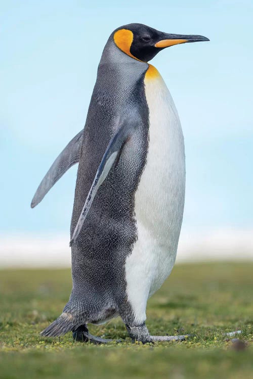 King Penguin On Falkland Islands.