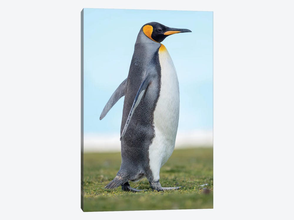 King Penguin On Falkland Islands. by Martin Zwick 1-piece Canvas Art Print