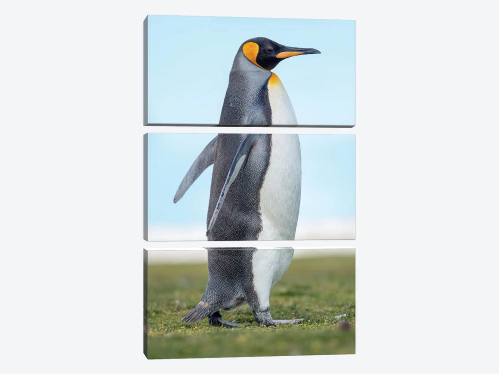 King Penguin On Falkland Islands. by Martin Zwick 3-piece Canvas Print
